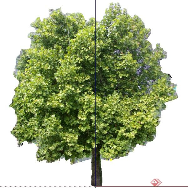 一株2d绿化树木su模型素材