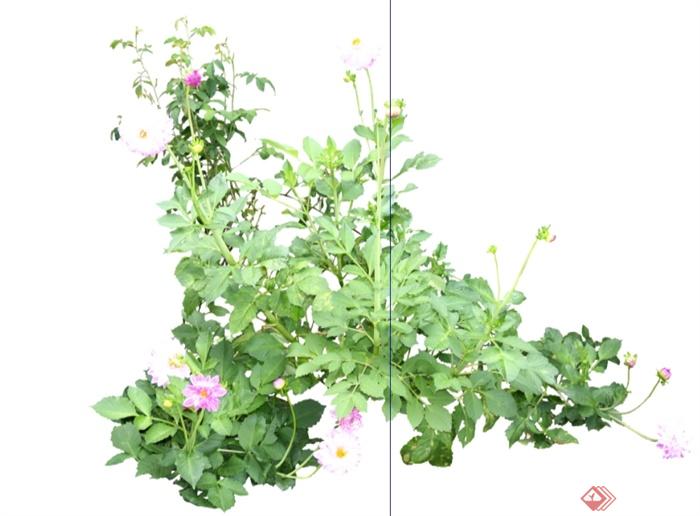 20种花卉景观植物素材设计su模型[原创]