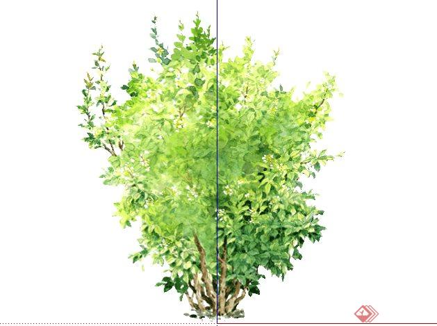 桂花手绘2d植物sketchup(su)3d模型