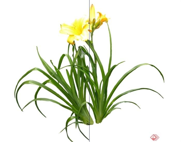 20种花卉景观植物素材设计su模型[原创]