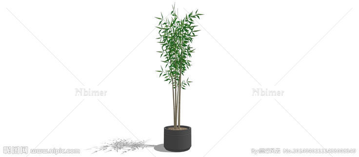 盆栽竹子图片