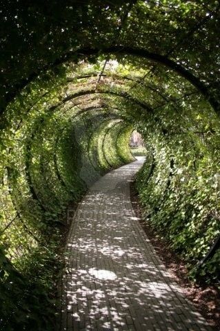 植物隧道