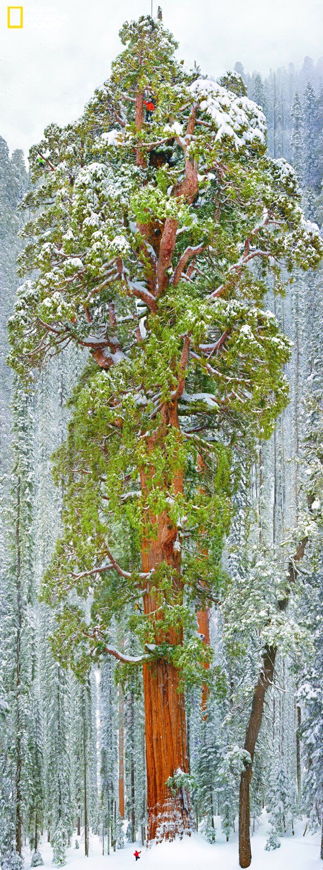 美国加州一棵3200岁的树