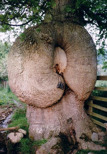 一棵奇怪的树