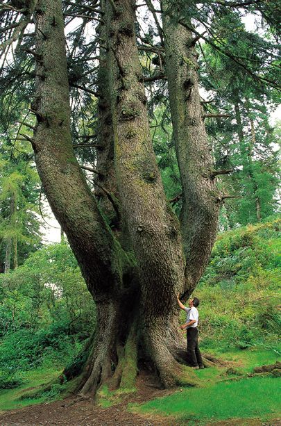 苏格兰的一棵古树