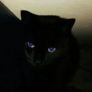 qwhlfncad