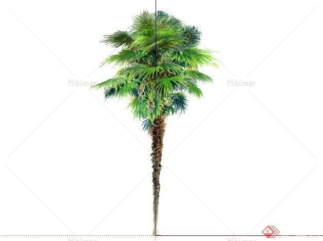 棕榈手绘2D植物SketchUp(SU)3D模型