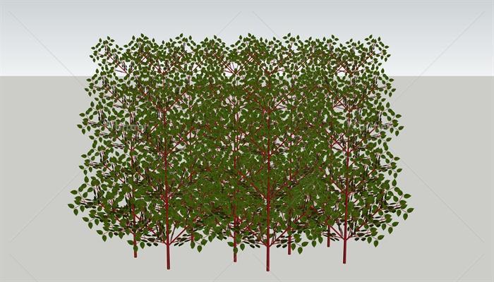 多棵红瑞木植物素材设计SU模型