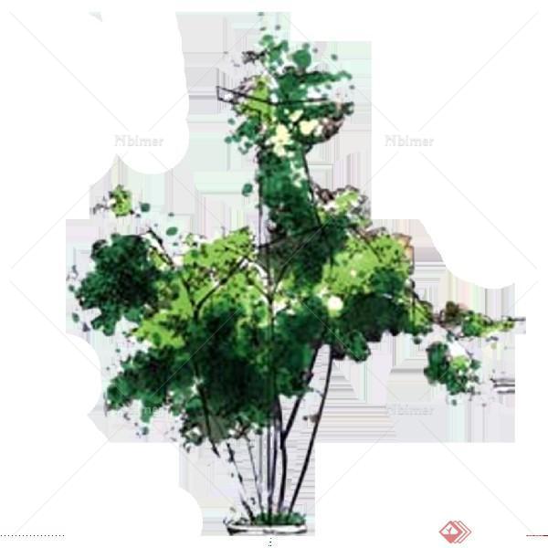 一棵景观植物设计SU模型7