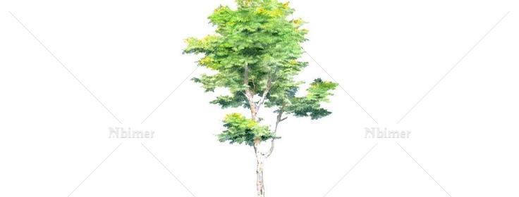 绿化树图片
