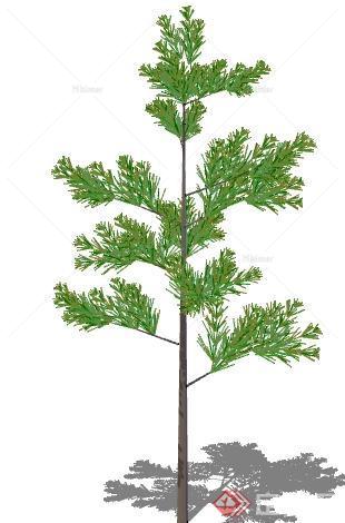 一棵常绿松树的景观植物设计SU模型
