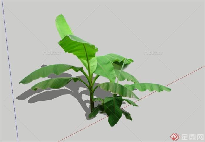 现代芭蕉植物素材设计SU模型[原创]