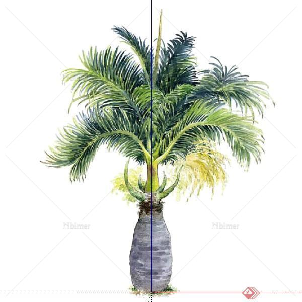一棵椰子树的景观植物设计SU模型