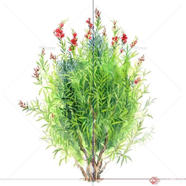 一棵2D红花夾竹桃的景观植物设计SU模型