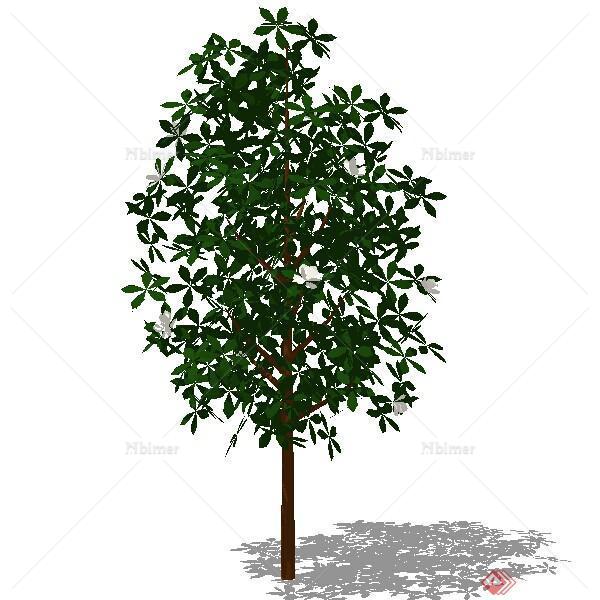 一棵常绿木兰树设计的SU模型