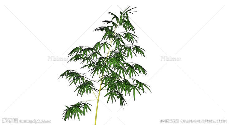 竹子图片