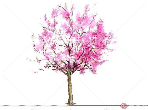 桃树手绘2D植物SketchUp(SU)3D模型