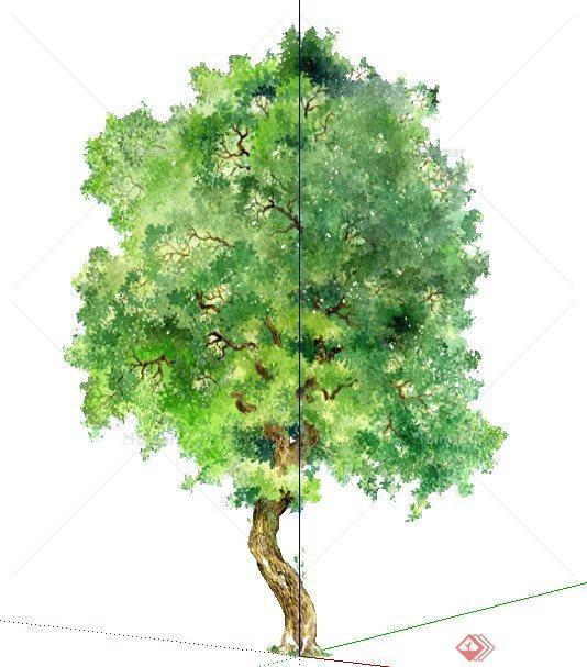 一棵手绘绿树植物su素材模型[原创]