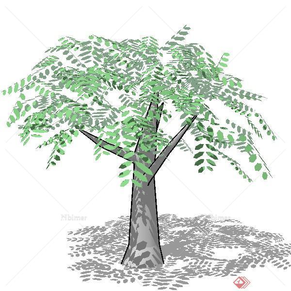 一个橄榄树SU模型素材