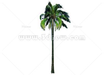 su椰子树