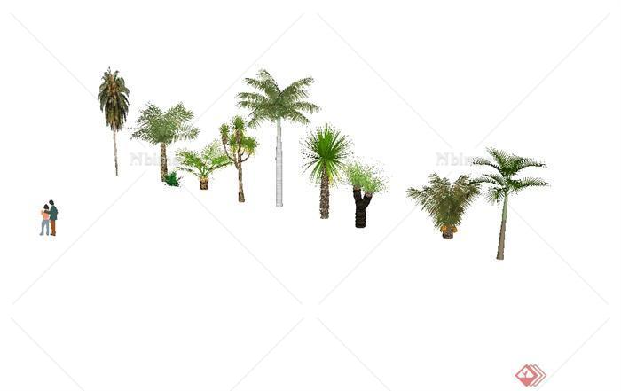 棕榈植物树木设计su模型[原创]