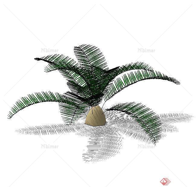 一个苏铁植物SU模型素材（2）