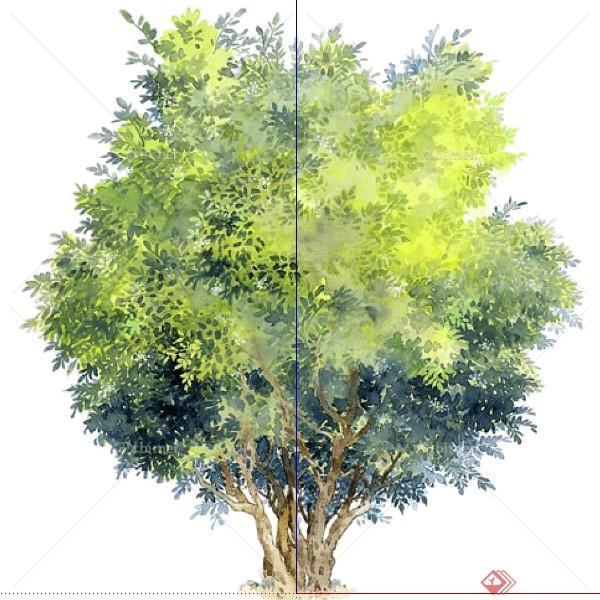 设计素材之景观植物2D九里香设计素材su模型
