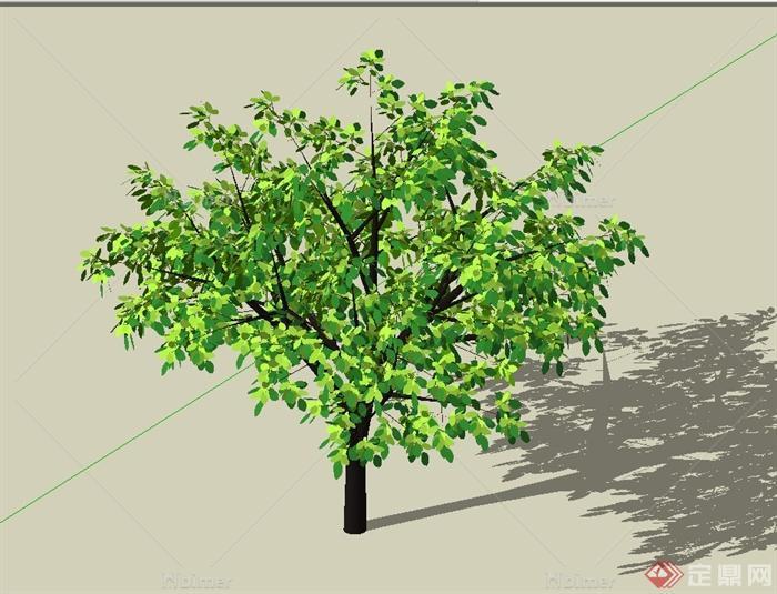某详细精细单棵树木植物素材设计SU模型[原创]