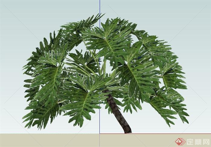 庭院景观常用植物龟背竹设计SU模型