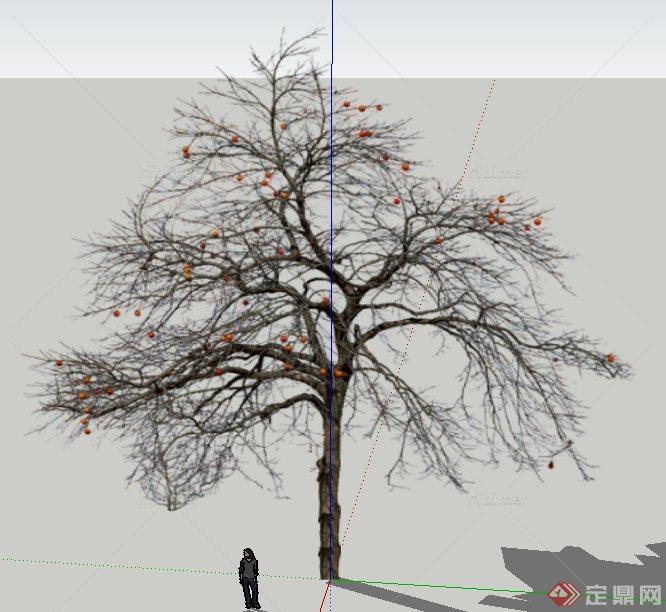 园林景观观果乔木设计SU模型[原创]