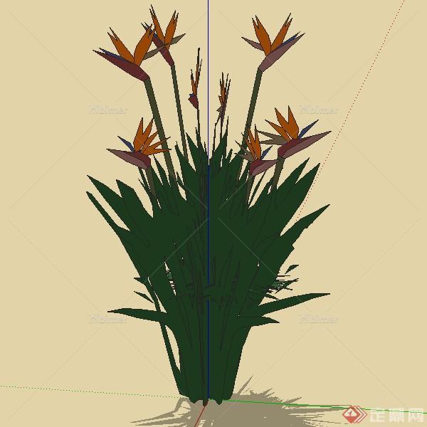 设计素材之景观植物花卉鹤望兰设计素材su模型2