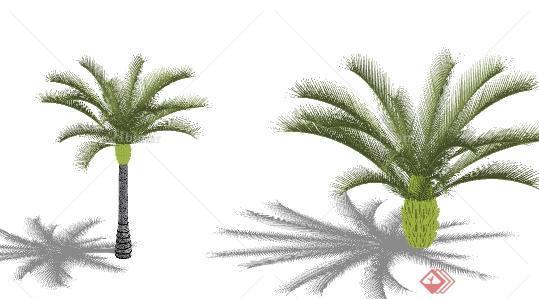 两棵苏铁的景观植物SU模型