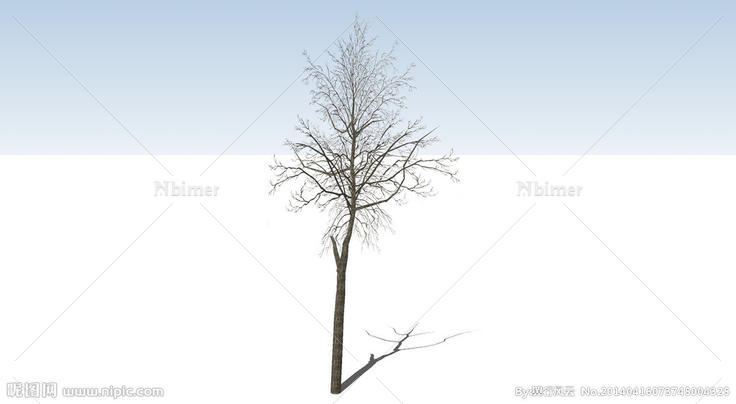 冬季枯树图片