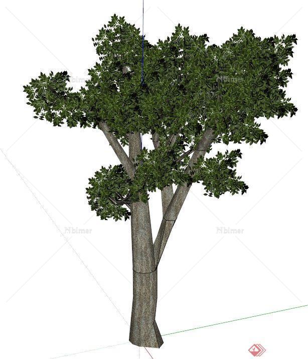 一个树的SU模型素材