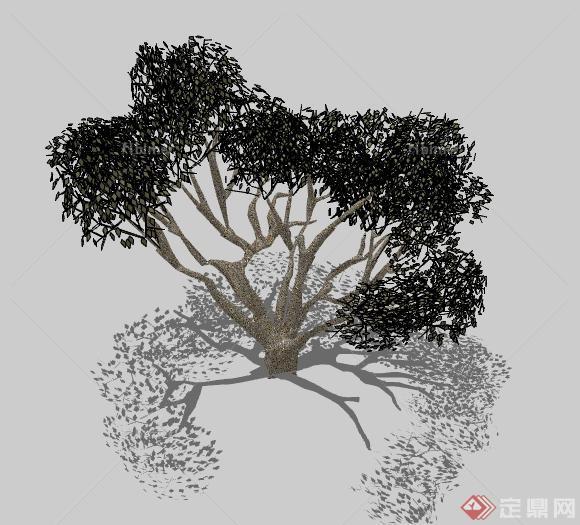 一棵大型古树的景观植物设计SU模型