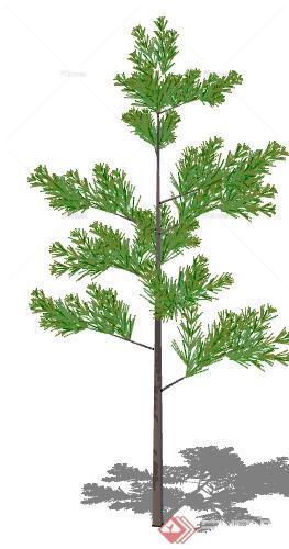 一棵常绿松树的树景观植物设计SU模型