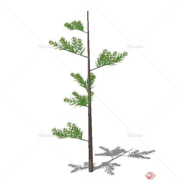 一棵长青松树的景观植物设计SU模型