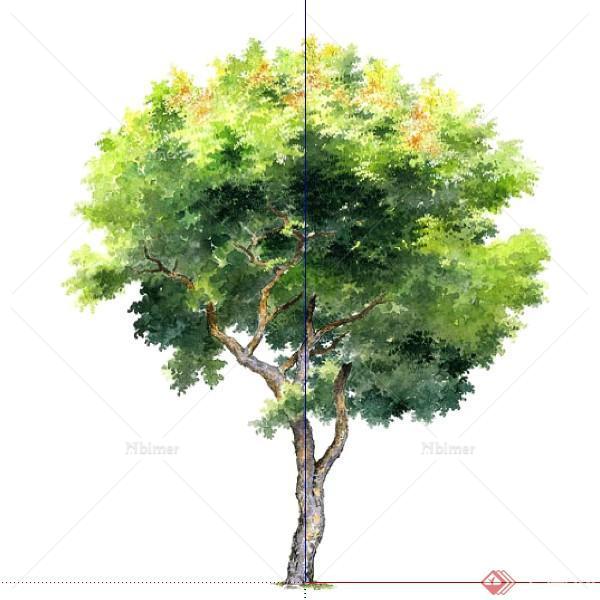 一棵复叶乐树的景观植物设计SU模型