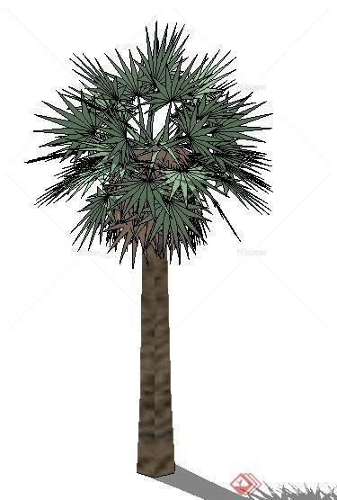 经典棕榈树植物素材SU模型[原创]