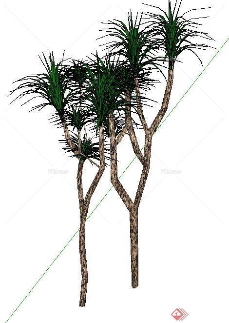 两株丝兰热带景观树木SU模型素材