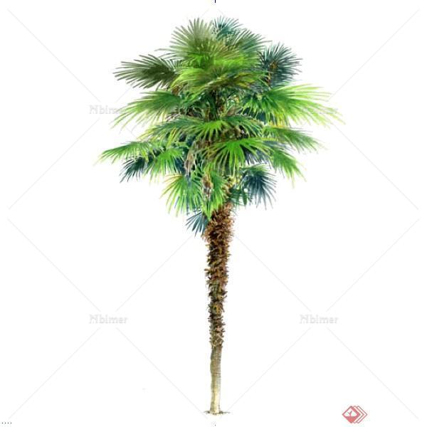 一棵棕榈树景观植物设计SU模型