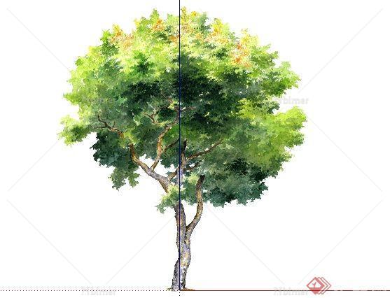 复羽叶栾树手绘2D植物SketchUp(SU)3D模型