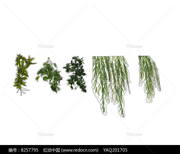 垂直绿化植物SU