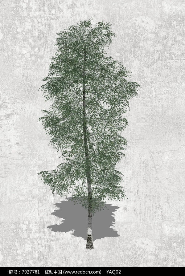 白桦树SU模型