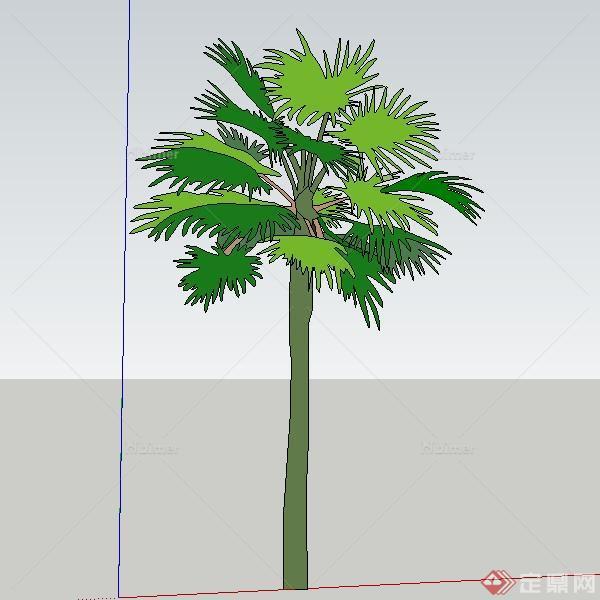 某现代风格热带植物棕榈SU模型素材