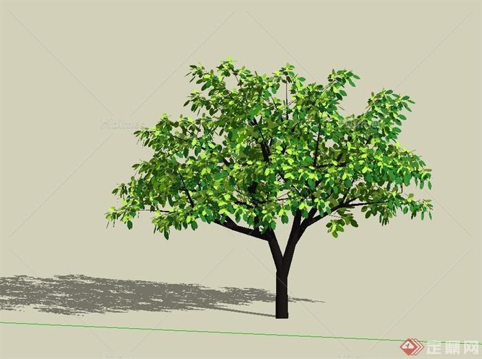 某详细精细单棵树木植物素材设计SU模型[原创]