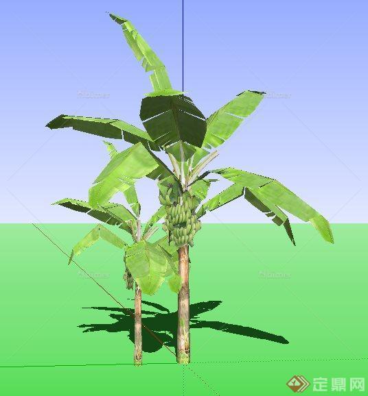 两棵香蕉树植物素材SU模型[原创]