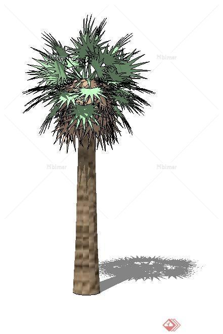 一株园林棕榈树景观植物SU模型素材