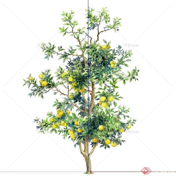 一棵2D桔子树的景观植物设计SU模型