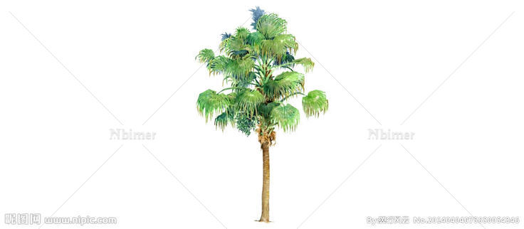 热带树图片